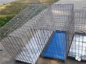 中型狗狗航空托运