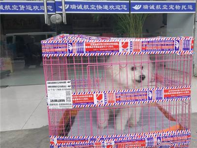 宠物泰迪犬托运